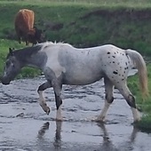 Flashy App/Percheron/Paint Mare