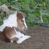 Paint mare and foal