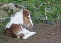 Paint mare and foal