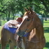 6yr. old Sorrel Grade Mare