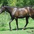 Gorgeous 2 year old filly