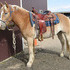 Great All Around Haflinger Gelding
