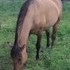 Cute & Quick Dun Mare