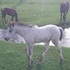 FPD Blue SnowCap Filly