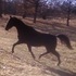 Handsome Gelding With Great Movement