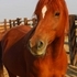 sweepstakes nominated mare