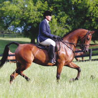 Half Arabian Mare