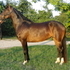 An aristocratic beauty!
