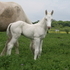 Stunning Cremello Colt