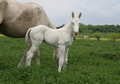 Stunning Cremello Colt