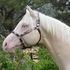 MR YELLA TRENDSETTER at STUD