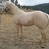 MR YELLA TRENDSETTER at STUD