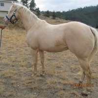 MR YELLA TRENDSETTER at STUD