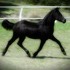 Stunning 3/4 Friesian!