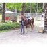 Quiet Foundation QH Trail Gelding