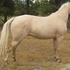 MR YELLA TRENDSETTER at Stud 
