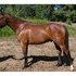Hanoverian/Arabian cross