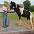 Gorgeous yearling SSH filly ready to start this fall !!