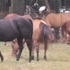 Quarter Horse Breeding Program Dispersal 
