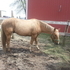 beautiful palomino for sale