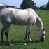 Great Gray GELDING BEGINNER SAFE!!!!