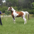 At Stud Pintabian stallion
