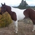 Nice roping, hunter/jumper, or open show prospect