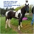 Black and White Spotted Saddle Pony