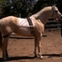 Palomino AQHA mare lightly started