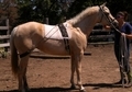 Palomino AQHA mare lightly started