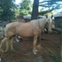 Tennessee Walker mare