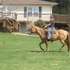 Red Dun QH Mare! BROKE!