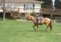 Red Dun QH Mare! BROKE!