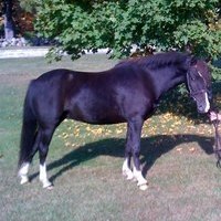 Fancy Small Welsh 