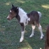 Beautiful 2-yr-old filly
