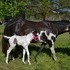 FLASHY APHA MARE