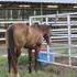 Oklahoma Fuel Filly 