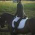 Must see Morgan mare!