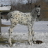 2013 True Black and White Leopard
