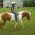Paint Pony Mare 11-yrs   12.2 H