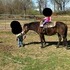 KID SAFE PONY