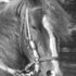Peruvian Paso Stallion