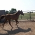 Reg TWH sorrel 2 yr stud