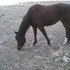 good looking mare
