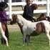 Paint mare, kid safe