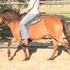 Registered Paso Gelding