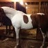 *RIDING VIDEO ADDED* Flashy Warmblood 