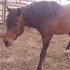 Beautiful kid safe Welsh pony needs care
