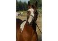 Gorgeous Paint Stallion Standing At Stud