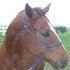 Register QH Mare!